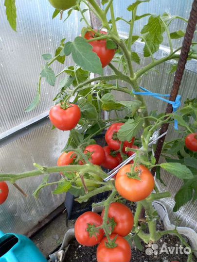 Семена томатов