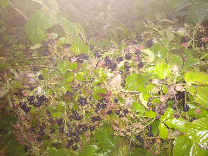 Участок 19 сот. (ИЖС)