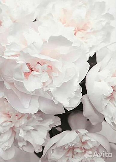 Картина пионы маслом на холсте