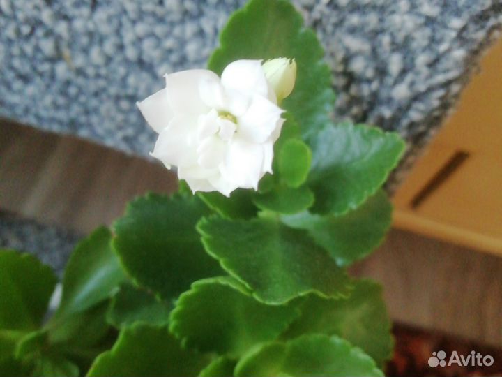 Каланхоэ цветущий