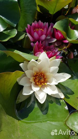 Водяная лилия (нимфея), кувшинки желтые