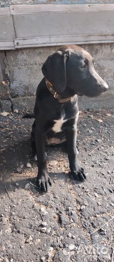 Собака в добрые руки отдам бесплатно
