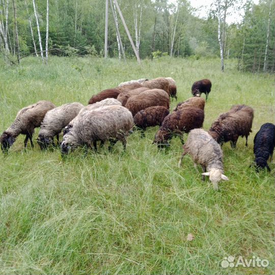 Овцы бараны ягнята