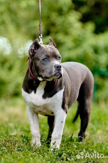 Американский булли тип XL