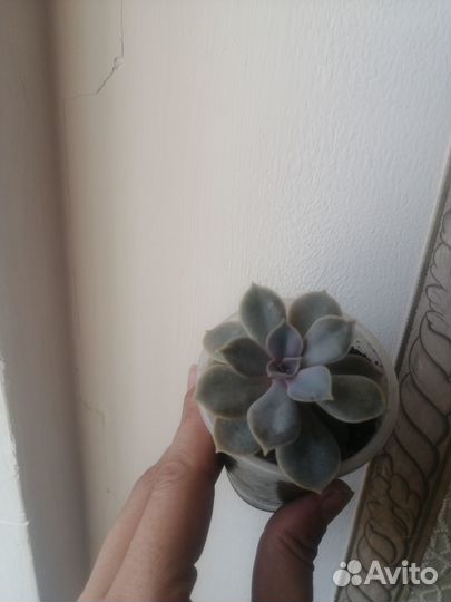 Суккуленты от