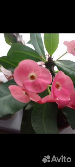 Цветы домашние в горшках