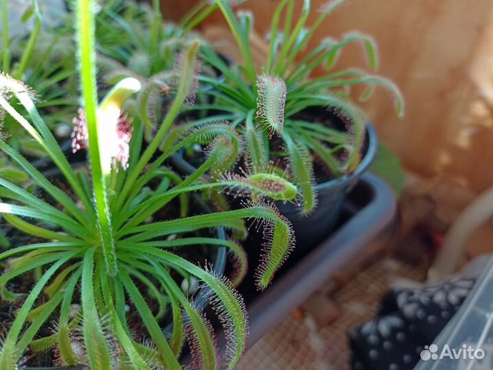 Росянка капская/Drosera capensis (хищное растение)