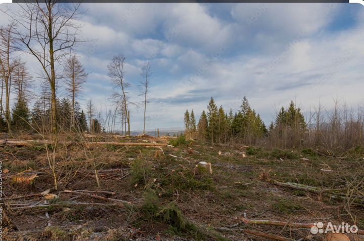 Зачистка участка