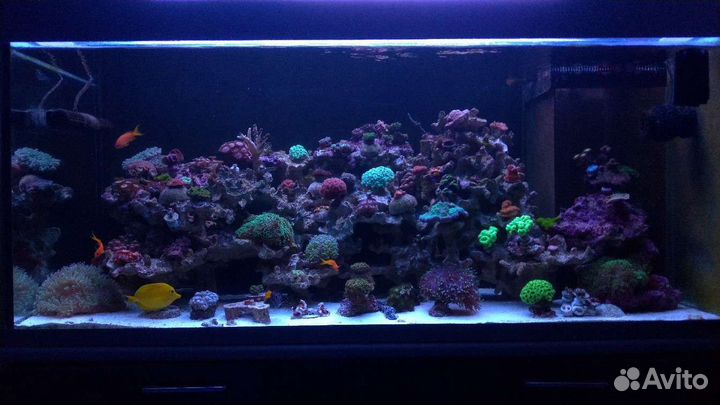 Обслуживание и запуск аквариумов