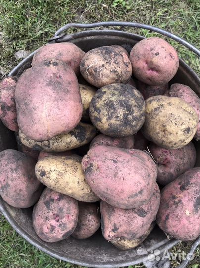 Картошка деревннская с доставкой