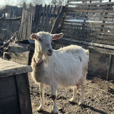 Коза и козлята