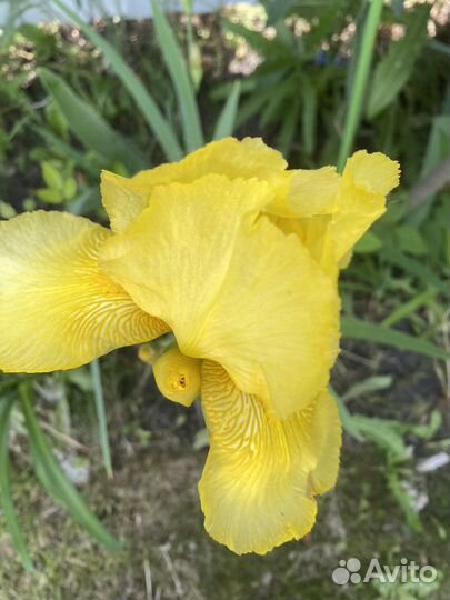 Ирис сортовой