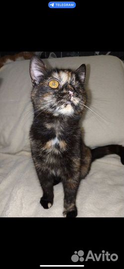 Кошечка в добрые руки