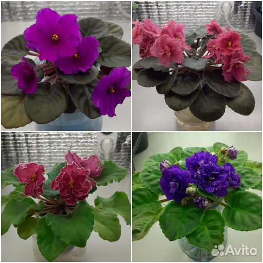 Сортовые фиалки цветущие