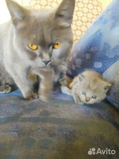 Британская