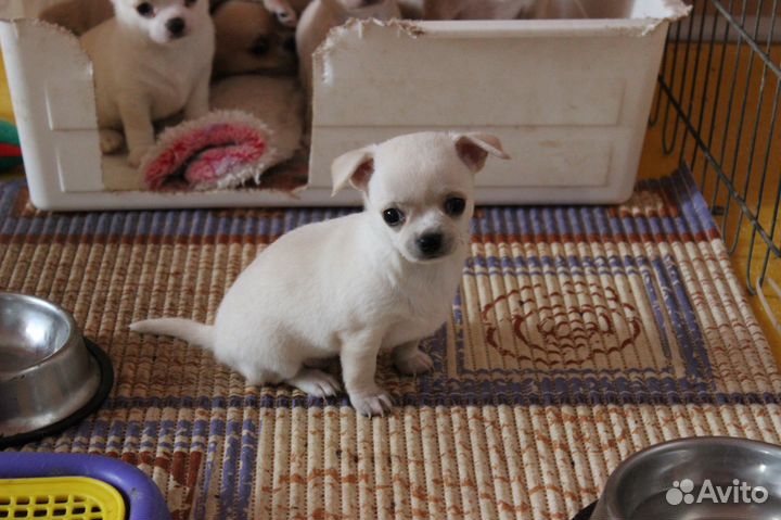 Щенки чихуахуа