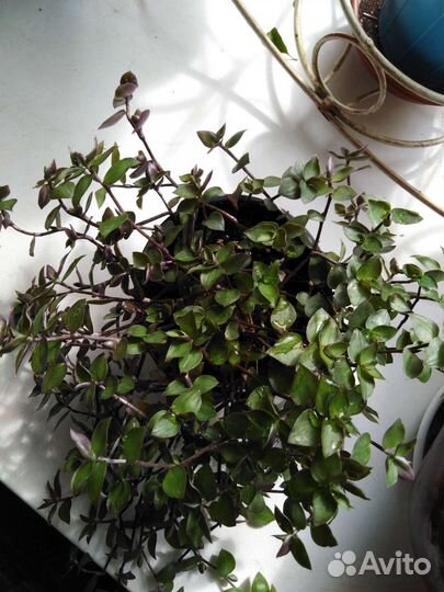 Цветы вьющиеся, разные