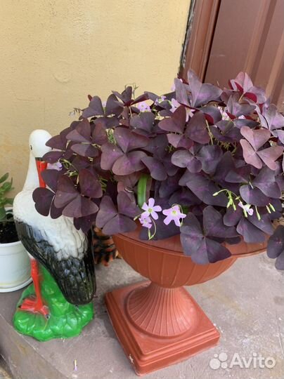 Кислица оксалис