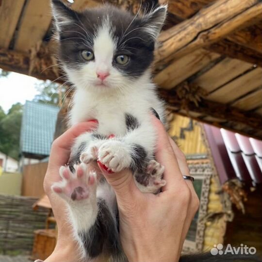 Мальчик в добрые руки