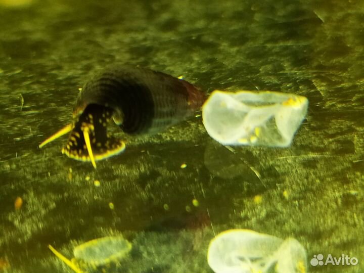 Улитки теломелании (кролик)