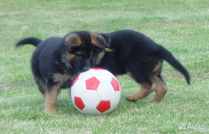 Гостиница для домашних животных