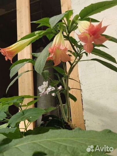 Бругмансия