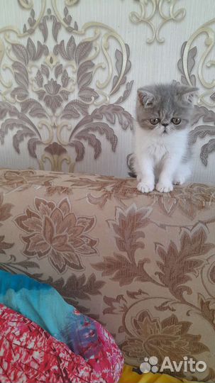 Котята экзоты