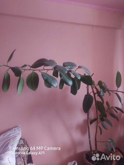 Фикус Робуста