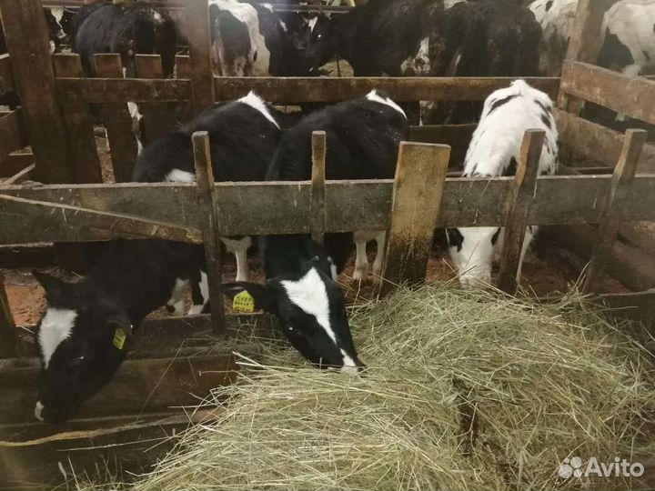 Бычки до 2х месяцев