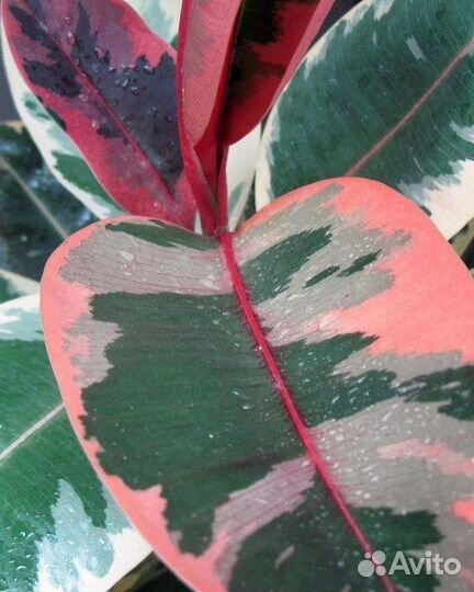 Фикус розовый. Ficus