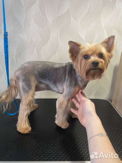 Груминг собак