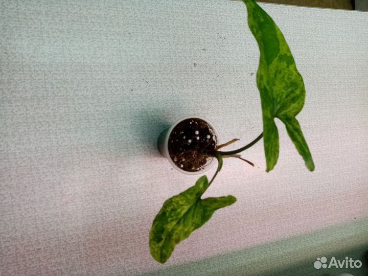 Калатеи и Синги