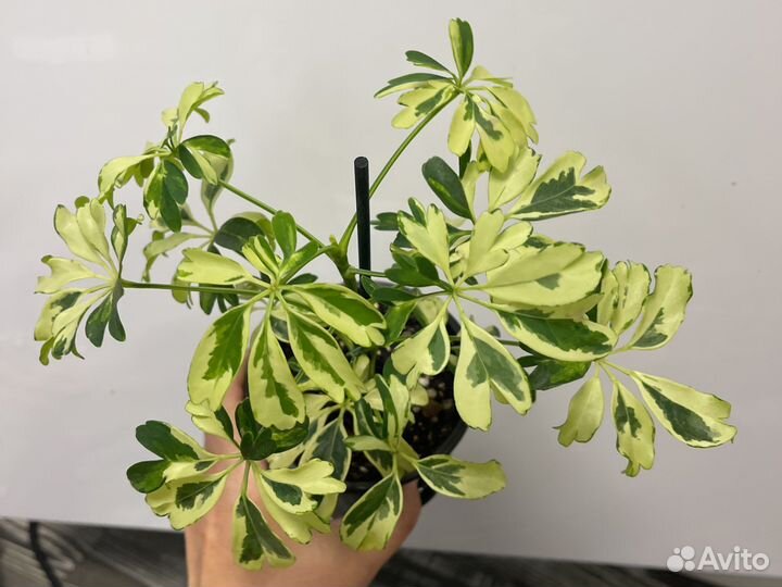 Шефлера джанин