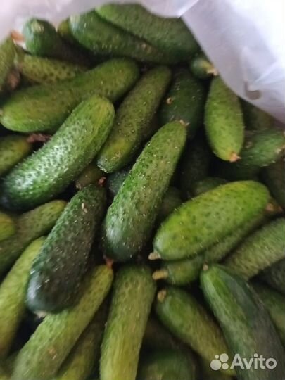 Огурцы для соления