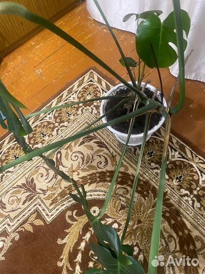 Продам цветы комнатные