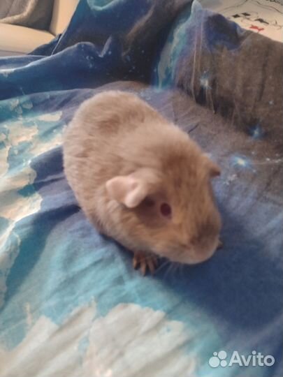 Морские свинки гладкошерстные