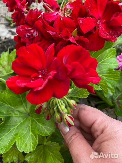 Герань пеларгония