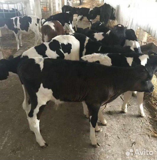 Телята бычки