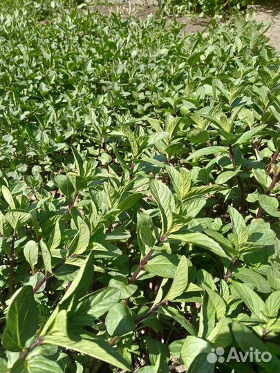 Мята шоколадная