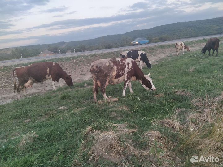 Дойные коровы