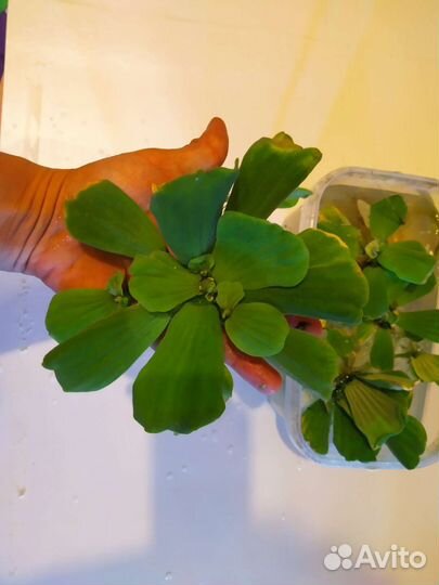 Пистия крупная