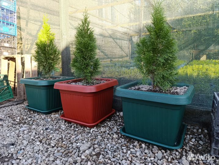 Туя западная смарагд в кашпо