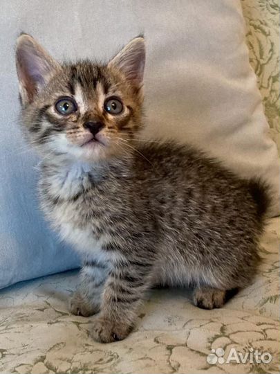 Котята в добрые руки бесплатно