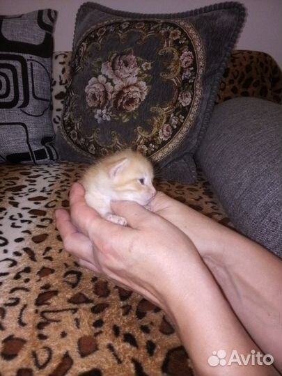 Котенок в добрые руки