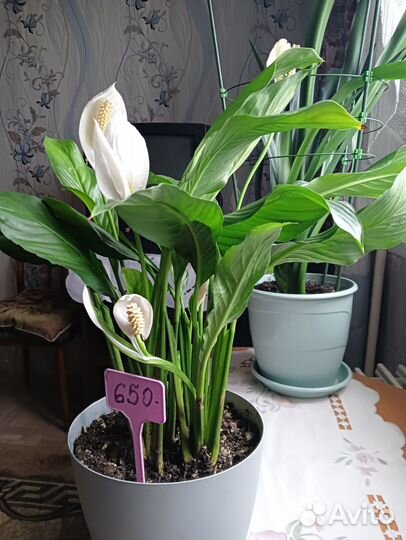 Спатифиллум в горшке