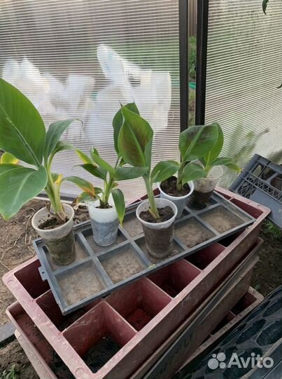 Банан киевский карлик