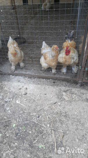 Куры брама палевая