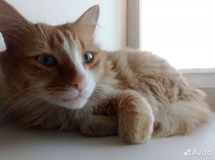 Рыжее солнышко Филя