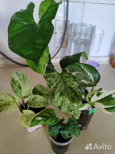 Набор комнатных цветы