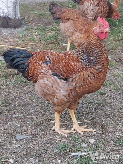 Молодые петухи